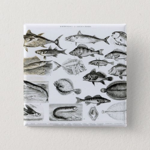 Ichthyology Osseous Fishes Button