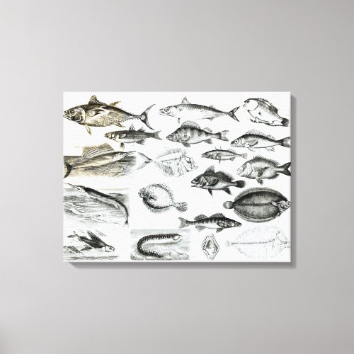 Ichthyology Osseous Fishes Canvas Print