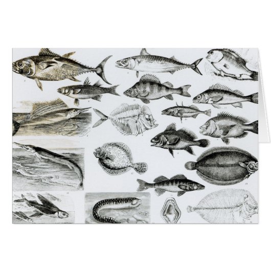 Ichthyology Osseous Fishes Cards (Front Horizontal)