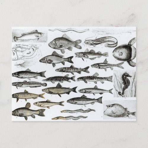 Ichthyology Osseous Fishes Marisipobranchs Postcard