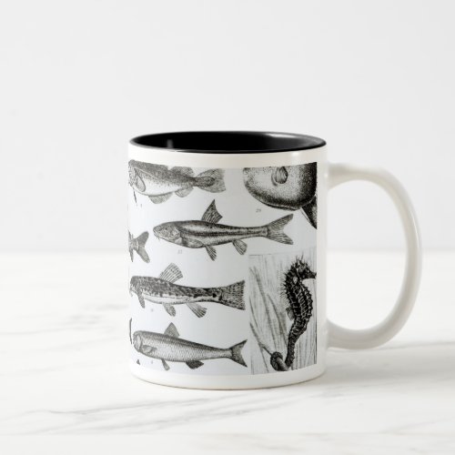 Ichthyology Osseous Fishes Marisipobranchs Two_Tone Coffee Mug