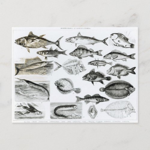 Ichthyology Osseous Fishes Postcard