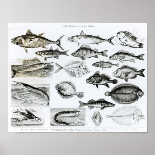 Ichthyology Osseous Fishes Poster