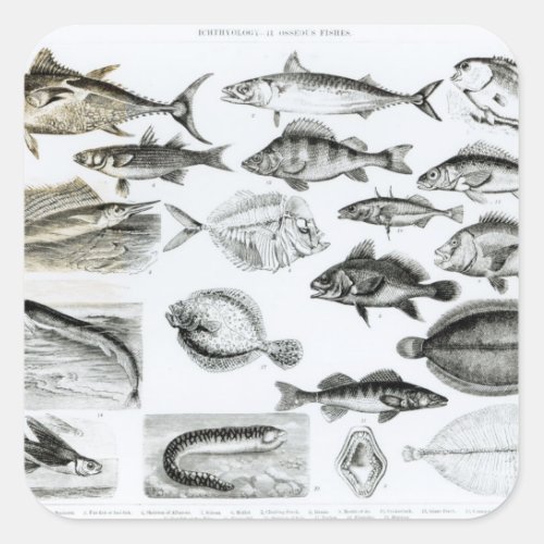 Ichthyology Osseous Fishes Square Sticker