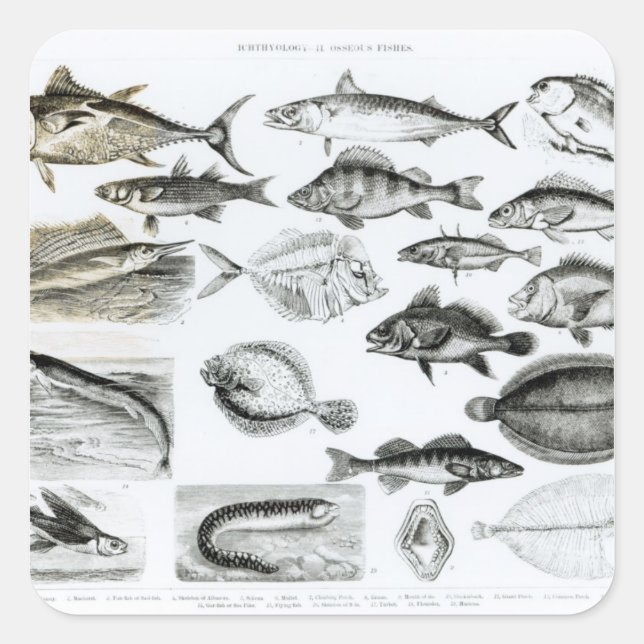 Ichthyology Osseous Fishes Square Sticker (Front)