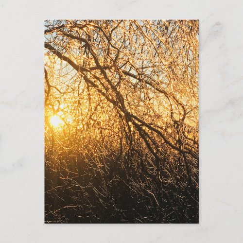 icicle branches at sunset postcard