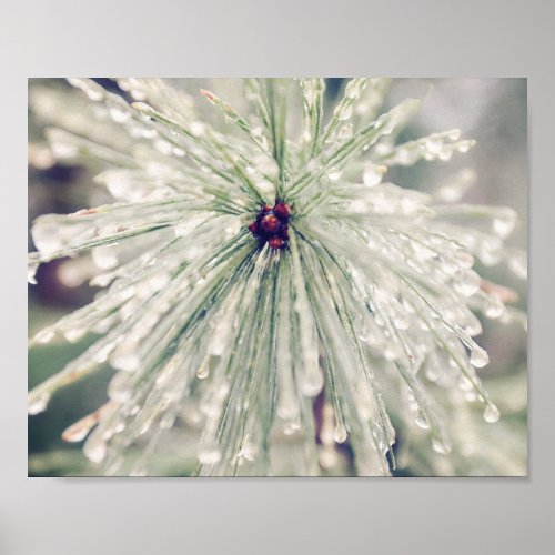 Icicle Covered Pine Branch Poster