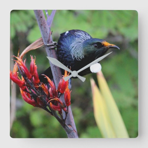 Iconic NZ Tui bird Square Wall Clock