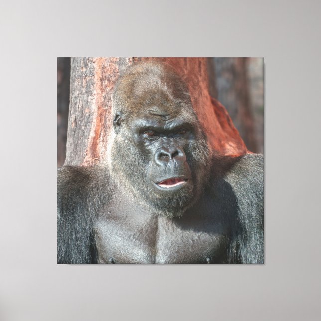 Iconic Silverback - Oumbi Unveiled Canvas Print (Front)
