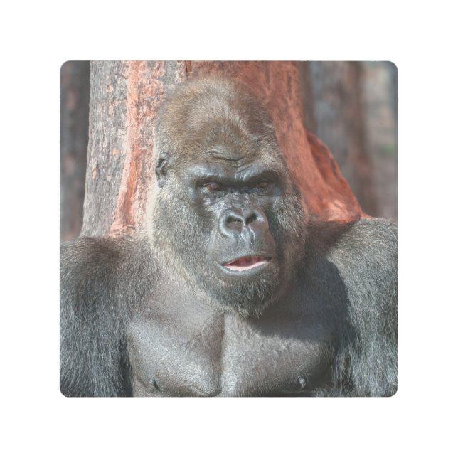 Iconic Silverback - Oumbi Unveiled Metal Print (Front)