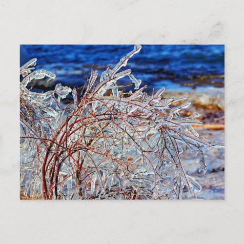 Icy Branches Shelburne Vermont Lake Champlain Postcard