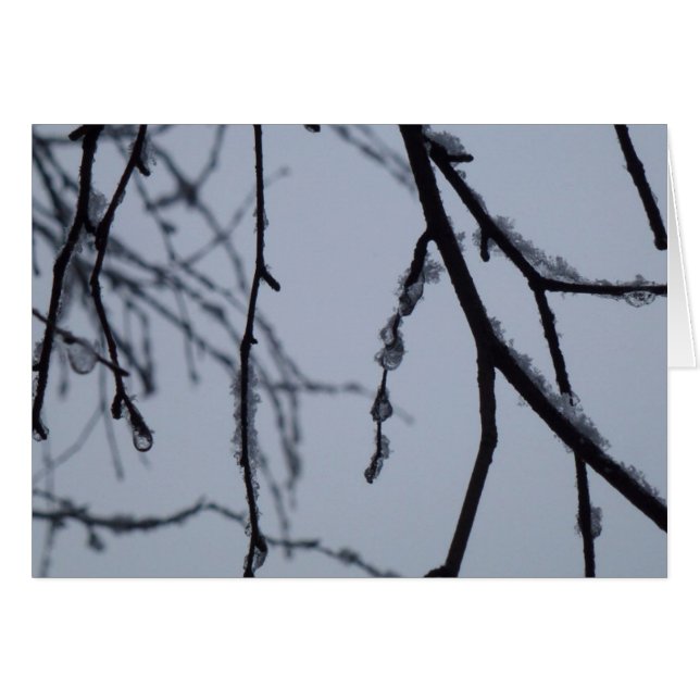 Icy Branches Winter Nature Photography (Front Horizontal)