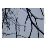 Icy Branches Winter Nature Photography Cards