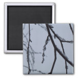Icy Branches Winter Nature Photography Magnet