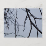 Icy Branches Winter Nature Photography Postcard