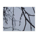 Icy Branches Winter Nature Photography Postcard
