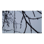 Icy Branches Winter Nature Photography Poster