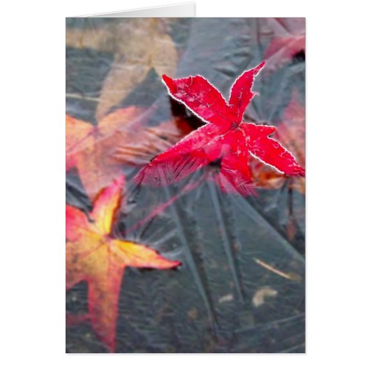 Icy Leaves Cards (Front)