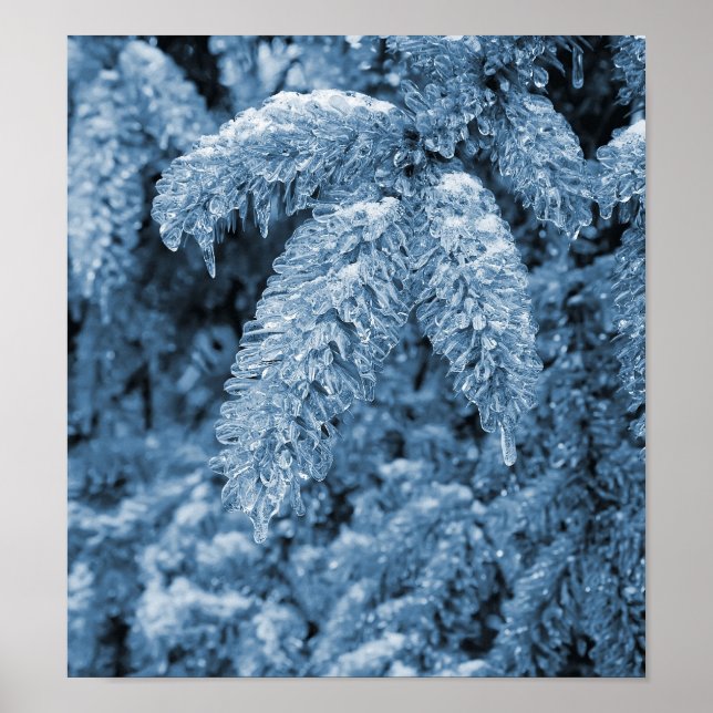 Icy pine tree poster (Front)