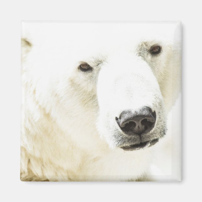 Icy stare of a polar bear magnet (Front)
