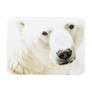 Icy stare of a polar bear magnet