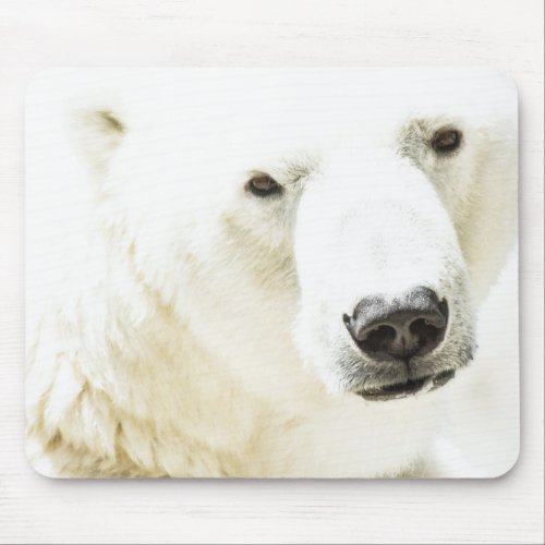 Icy stare of a polar bear mouse pad