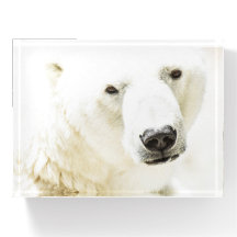 Icy stare of a polar bear