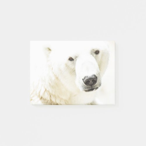Icy stare of a polar bear post_it notes