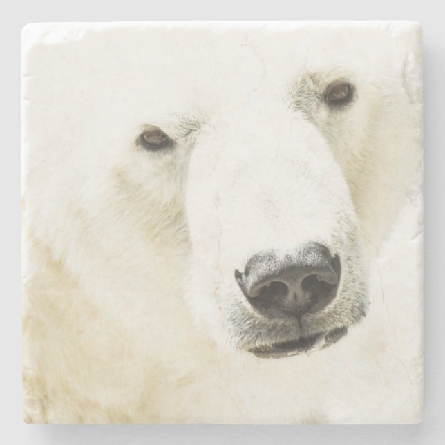 Icy Stare of a Polar Bear Stone Coaster (Front)