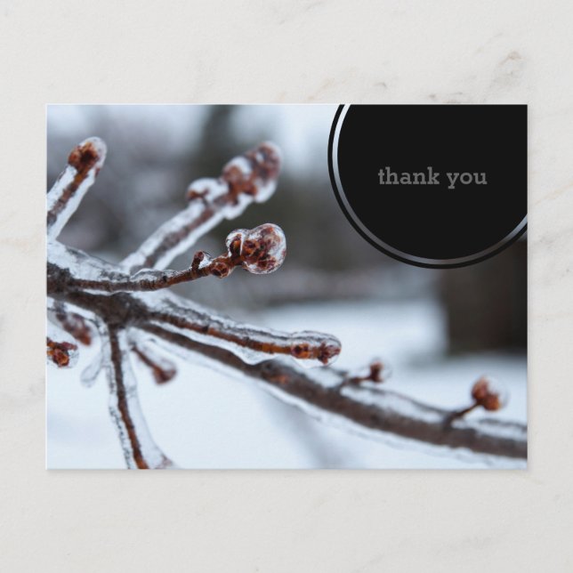 Icy Tree Branch Thank You Postcard (Front)