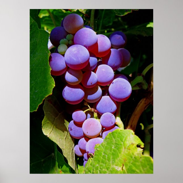 Idaho Concord Grapes Poster (Front)