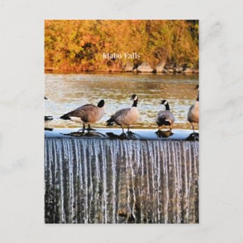 Idaho Falls  Canadian Geese   Postcard by Virginia5050 at Zazzle