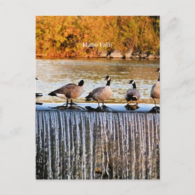 Idaho Falls, Canadian Geese,  Postcard (Front)