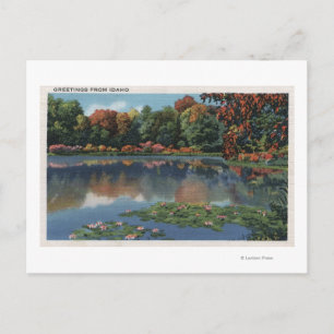 Idaho Lake Scene with Lily PadsIdaho Postcard