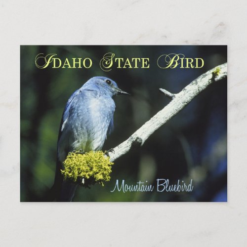 Idaho State Bird _ Mountain Bluebird Postcard