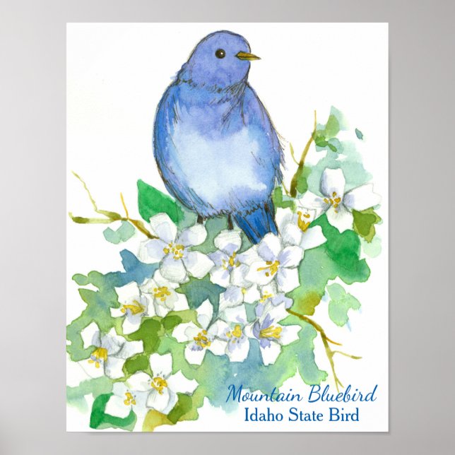 Idaho State Bird Mountain Bluebird Poster (Front)