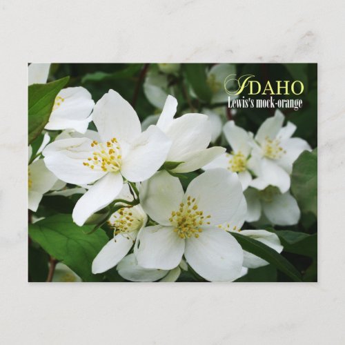 Idaho State Flower Lewiss mock_orange Postcard