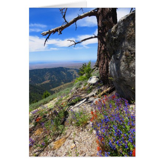 Idaho Wild Flowers Cards (Front)