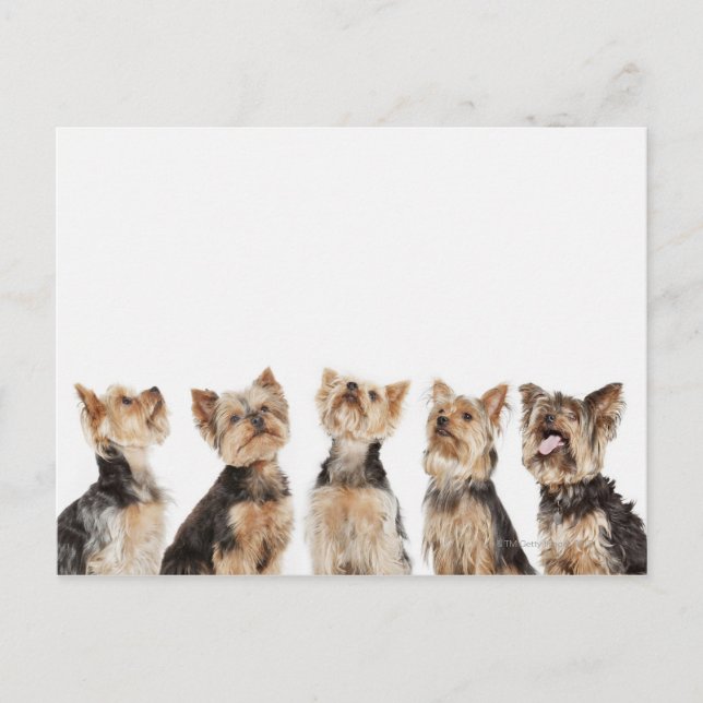 Identical dogs sitting together postcard (Front)