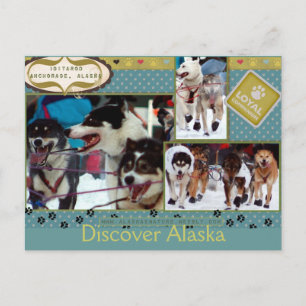 Iditarod Loyal Companions Postcard