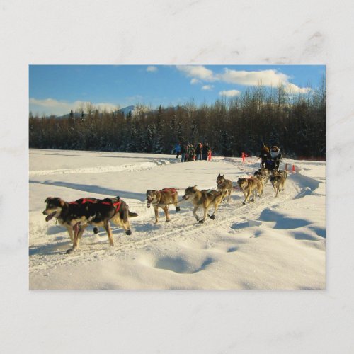 Iditarod Trail Sled Dog Race Postcard