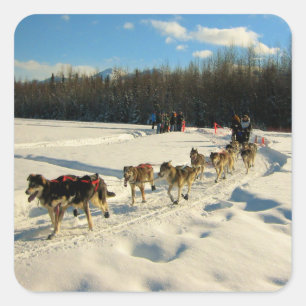 Iditarod Trail Sled Dog Race Square Sticker