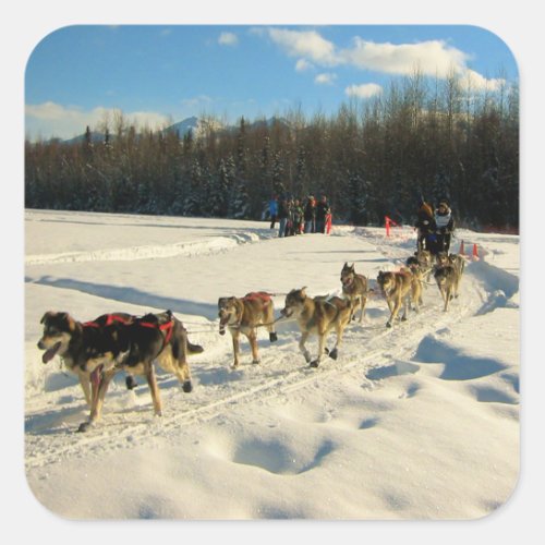 Iditarod Trail Sled Dog Race Square Sticker