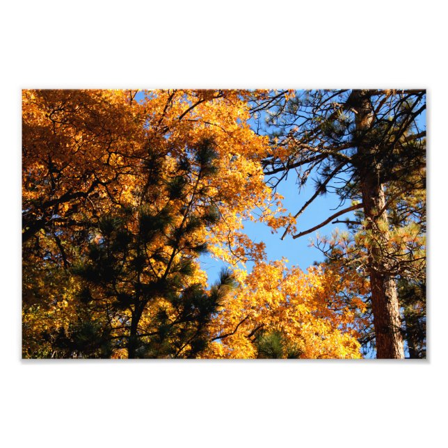 Idyllwild - Pine Cove Photo Print (Front)
