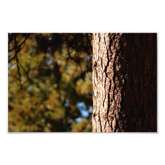 Idyllwild - Pine Cove Photo Print (Front)