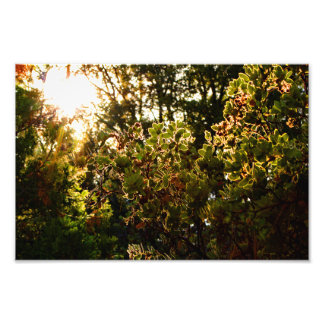 Idyllwild - Pine Cove Photo Print