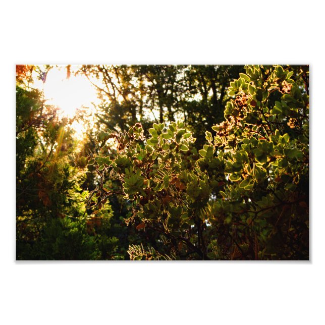 Idyllwild - Pine Cove Photo Print (Front)