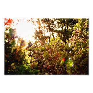 Idyllwild - Pine Cove Photo Print