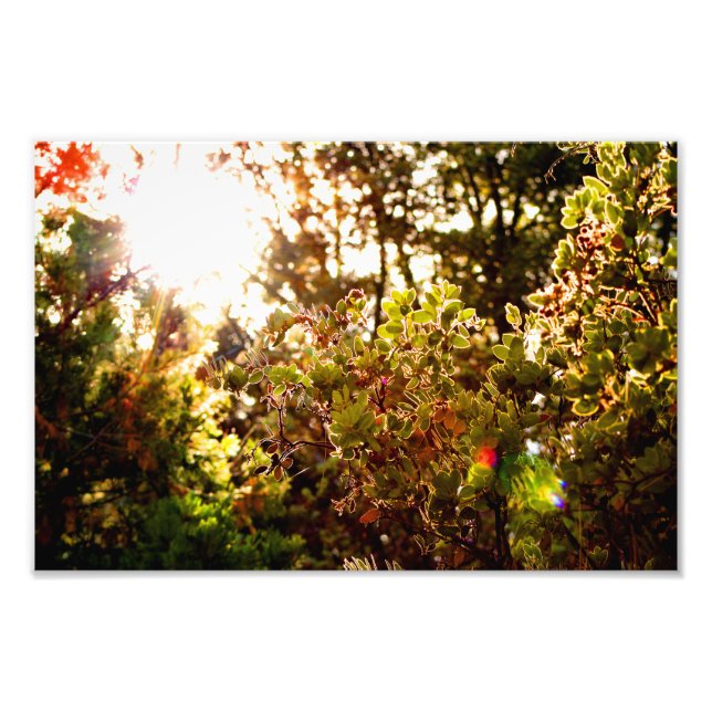 Idyllwild - Pine Cove Photo Print (Front)