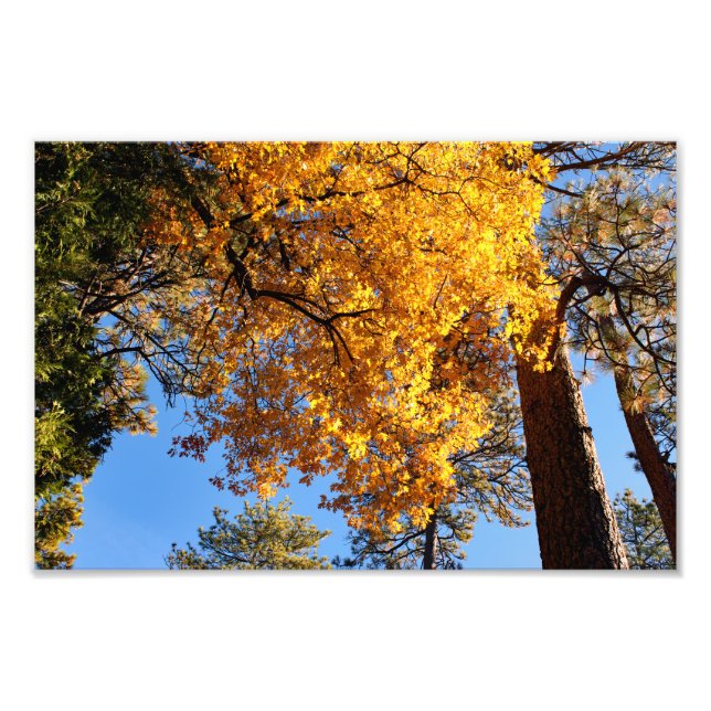 Idyllwild - Pine Cove Photo Print (Front)